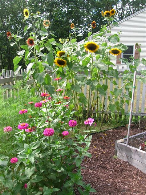 Sunflower And Zinnias In The Veggie Garden With Raised Beds Summer 12