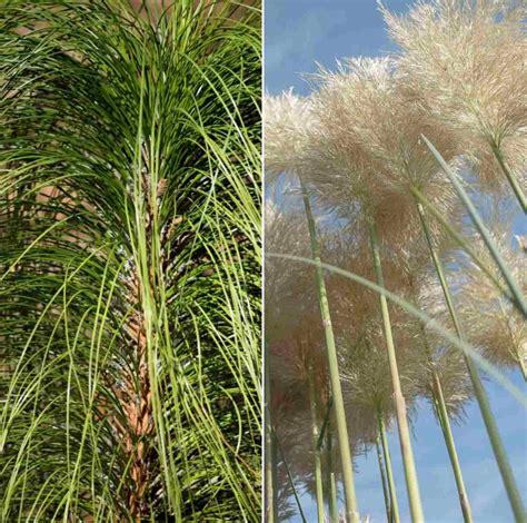 Growing Ornamental Grasses A Full Guide Gardening Tips