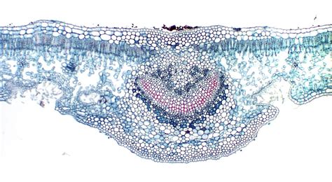 ‎cross Section Of A Leaf Of Nerium Oleander A Xeromorphic Plant