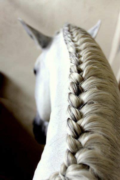 Your braided horse hair stock images are ready. Horse Braids: 10 Braided Manes Every Equestrian Will Envy
