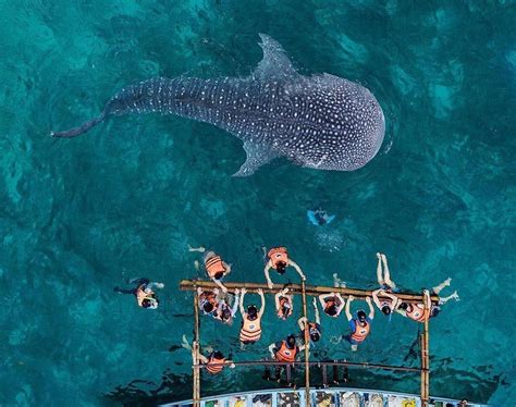 2018 Travel Guide Whale Shark Watching In Oslob Sugboph Cebu