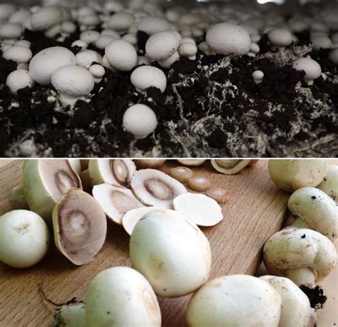 growing button mushrooms at home a full guide gardening tips
