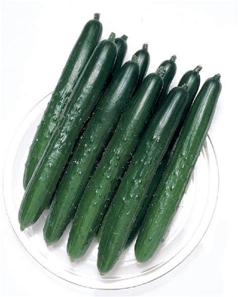 20 Seed Pack Japanese Long Burpless Cucumber Seeds Patio Lawn And Garden