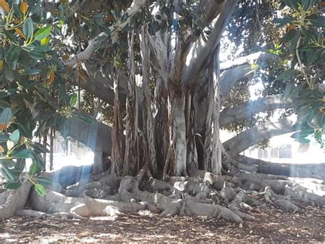 Balboa Park Moreton Bay Fig Tree San Diego California Atlas Obscura