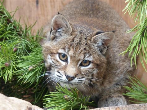 Bobcat Scheduled To Return To The Wild Northern Lights Wildlife Society
