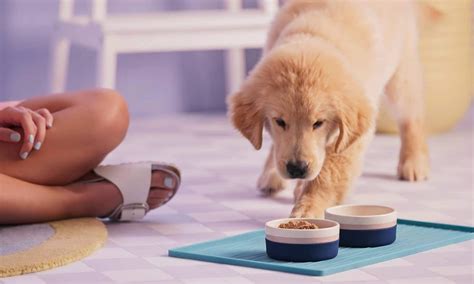 Puppy Feeding Guide How Much To Feed A Puppy Bechewy