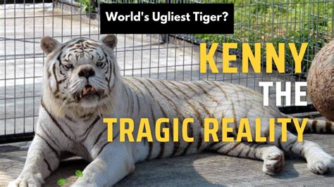 Down Syndrome Tiger Kenny The Tiger Stylerugvlogs Stylerug Youtube