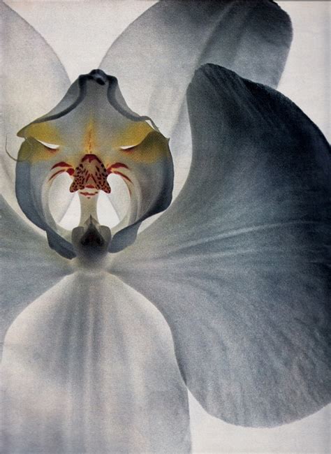 Mschristinamaria “specialists In Sex Orchids” By Irving Penn