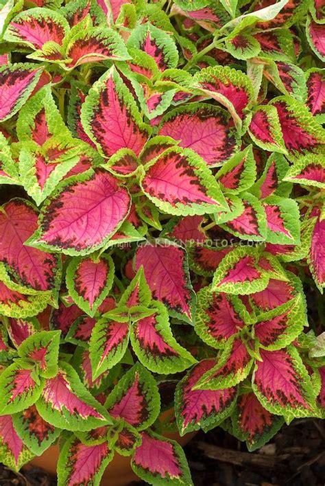 We did not find results for: Coleus 'Watermelon' Solenostemon annual foliage plant in ...