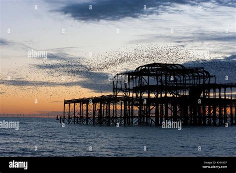 Brighton Uk Starling Murmurations At Sunset Over Brightons Derelict