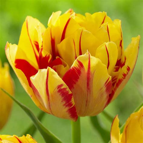 Tulip Double Early Monsella 20 Bulbs Longfield Gardens