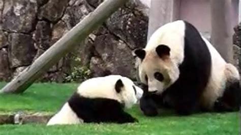 Panda Baby Playing With His Mom 親子 パンダ アドベンチャーワールド Youtube