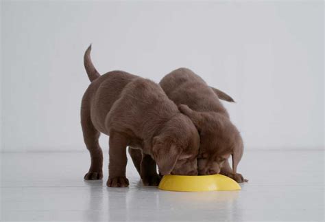Best Dog Food For Labrador Retriever Puppies