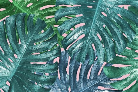Monstera Deliciosa Or Swiss Cheese Plant Tropical Leaves Photograph By