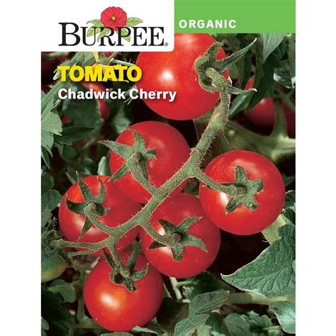 Burpee Organic Chadwick Cherry Tomato Vegetable Seed 1 Pack Walmart