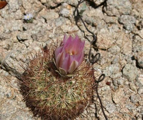 35 Of Rarest Succulents In The World Endangered Expensive Or