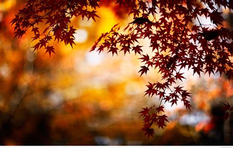 Free Download Pics Photos Autumn Leaves Hd Wallpaper 2880x1827 For