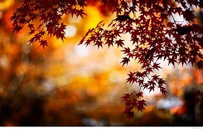 Autumn Leaves Wallpapers