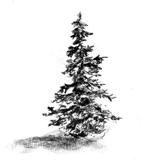 Evergreentreebysteinbeckfredrick Tree Drawing Evergreen Trees Tree