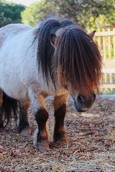 Falabella Horse Uses Exhaustive Insights Animal Queries