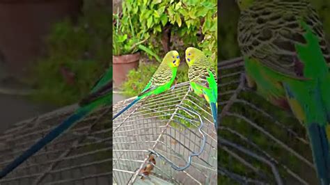 Budgie Singing Talking And Chirping Parrot Video YouTube
