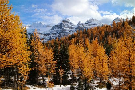 Larch Trees Make For A Spectacular Scene This Weekend High Up In Larch