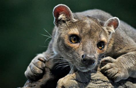 The Mysterious Fossa Of Madagascar Fun Animals Wiki Videos Pictures