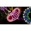 Mitochondrial Biology  University Of Plymouth