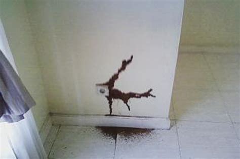 Sementara jika menggambarkan desain rumah minimalis juga berangkat dari pola pikir masyarakat. Cara Menghilangkan Rayap di Tembok Dinding Lemari | Fumida