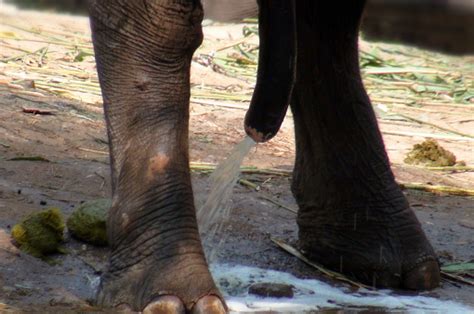 Männliche Elefant Urinieren In Der Wilden In Thailandsüdostasien