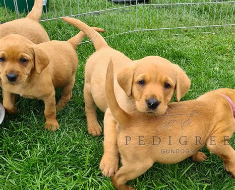 Fox Red Labrador Puppies For Sale Pedigree Gundogs
