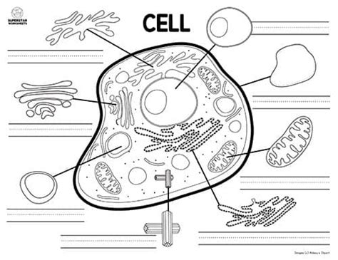 Drag the given words to the correct blanks to complete the labeling. Animal Cell Worksheet - Superstar Worksheets