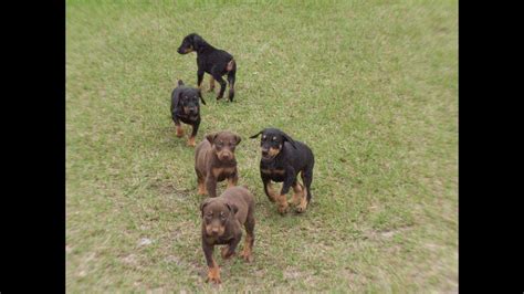 Please feel free to contact as with any queries you have regarding adoption. Doberman Pinscher, Puppies, For, Sale, In, Columbus, Ohio ...