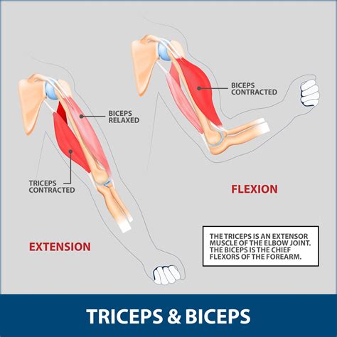 Triceps Tendonitis Florida Orthopaedic Institute