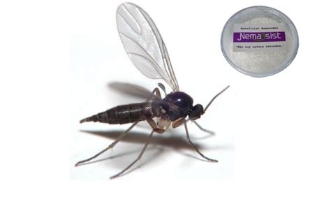 Nemassist Fungus Gnat Treatment 15 Million Goodbugshop