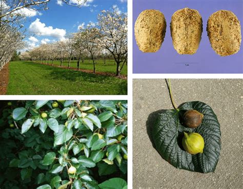 Free shipping on qualified orders. Tung Oil Tree stands, fruit, and blossoms (Photo Sources ...