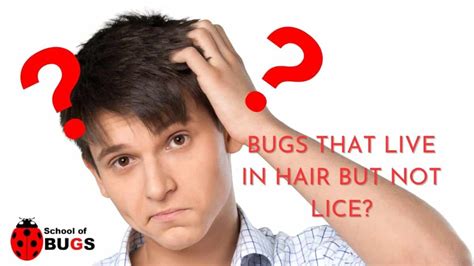 Bugs That Live In Hair Not Lice Heres What They Really Are School Of Bugs