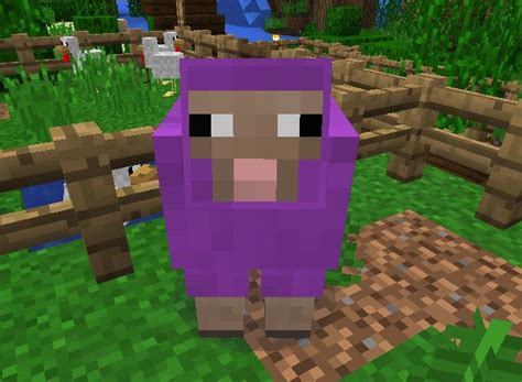I Love This Picture I Use It For My Wallpaper This Is My Purple Sheep That Recently Died In My