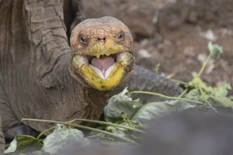 A 100 Year Old Tortoise Named Diego Had So Much Sex He Saved His Entire Species Maxim