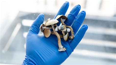 Australia To Legalise Mdma And Magic Mushrooms For Medical Use Kwiknews
