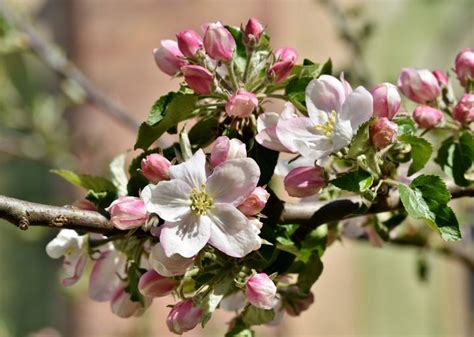 Pictures Of Apple Trees In Blossom Tree