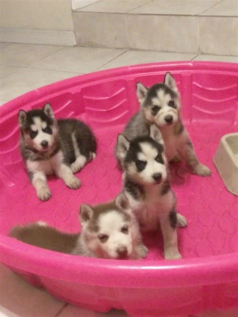 Siberian Husky Puppies For Sale Miami Fl 220744