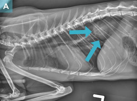 Nasal Deformity And Obstruction And Hiatal Herniation In A Cat After