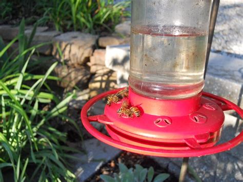 New Bee Syrup Feeder — Home Sweet Bees