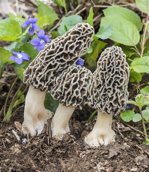 Photography Contest 2019 - North American Mycological Association