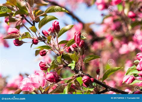 Crabapple Tree In Bloom Stock Photo Image Of Blossom 89758904