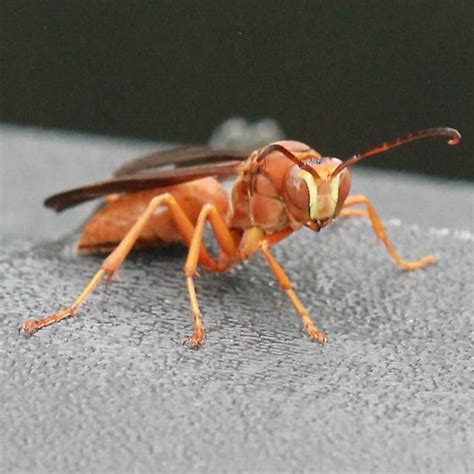 Red Carolina Paper Wasp Anterior Polistes Carolina Bugguidenet
