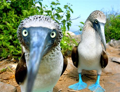 Questions For ‘on Galápagos Revealing The Blue Footed Boobys True Colors The New York Times