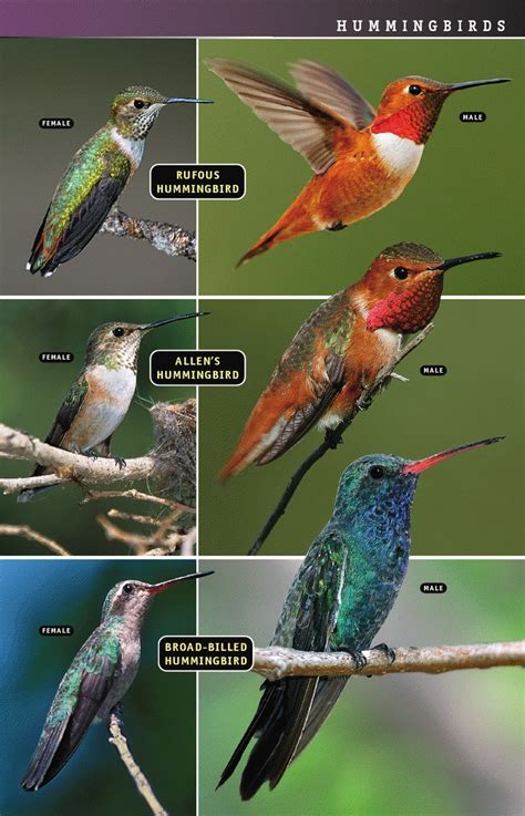 Review Birds Of Eastern Western North America A