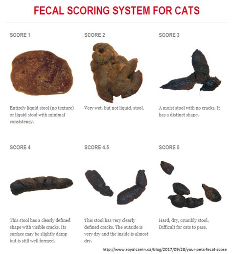 Vet Approved Cat Stool Chart Decoding Your Cats Poop All About Cats
